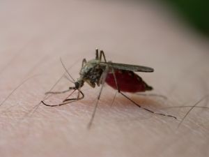 mosquito-bite-3_2169550