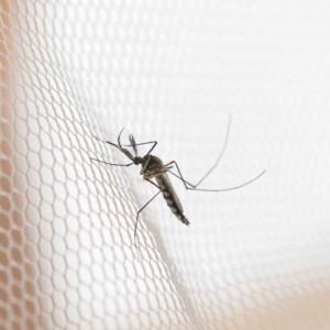 dengue1