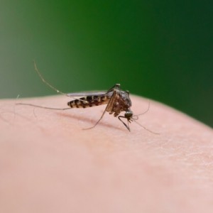 Chikungunya1